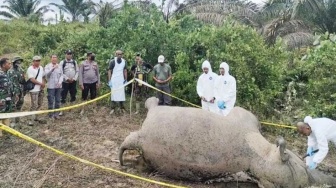 Gajah Mati Tersengat Listrik di Pidie Jaya Aceh