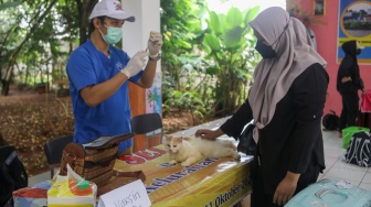 Petugas Suku Dinas Ketahanan Pangan, Kelautan dan Pertanian (Sudin KPKP) Jakarta Selatan menyuntikkan vaksin rabies ke hewan di RPTRA Ciganjur Berseri, Jakarta, Senin (26/2/2024). [Suara.com/Alfian Winanto]
