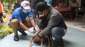 Petugas Suku Dinas Ketahanan Pangan, Kelautan dan Pertanian (Sudin KPKP) Jakarta Selatan menyuntikkan vaksin rabies ke hewan di RPTRA Ciganjur Berseri, Jakarta, Senin (26/2/2024). [Suara.com/Alfian Winanto]
