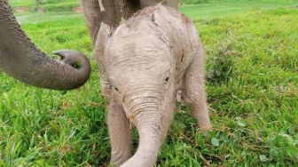 Kembali Anak Gajah Lahir di TNWK