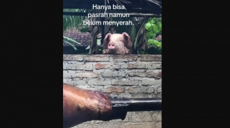 Kocak! Babi Ini Pasang Wajah Pasrah Lihat Temannya Jadi Babi Guling