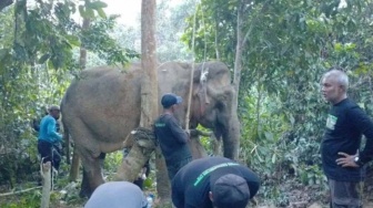 Gajah Sumatera Ditemukan Terluka di Aceh Timur, Diduga Akibat Perkelahian