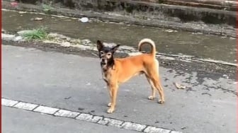 Bak Jalankan Misi Rahasia, Kepala Anjing Ini Hitam Sedangkan Tubuhnya Cokelat