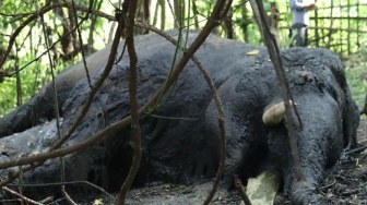 Seekor Gajah Sumatera Mati di Nagan Raya, Polisi-BKSDA Selidiki
