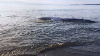 Paus Terdampar di Pantai Pringgabaya, Aparat Gabungan Minta Jangan Dibunuh