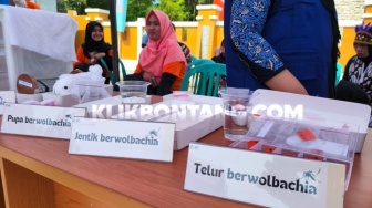 6 Bulan Nyamuk Wolbachia Dilepas, Kasus DBD di Bontang Turun?