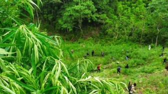 Bea Cukai Gagalkan Peredaran 170 Kg Ganja dari Aceh, Dijual Lewat Online