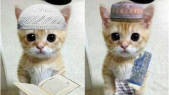 10 Foto PP Kucing Ramadhan 2024: Imut dan Gemesin!