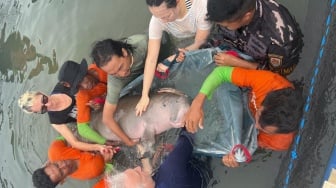 Heboh Warga Ketapang Temukan Dugong Tersangkut di Jala