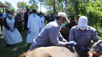 Antisipasi Penyebaran Antraks Meluas, Kementerian Pertanian RI Lakukan Vaksinasi di Gayamharjo Prambanan Sleman