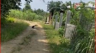 Kurir Paket Ditunggu Anjing Langganan, Bingung Mau Ngebut Tapi Gang Buntu