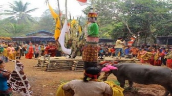 Urutan Prosesi Adat Ngerangka'u, dari Tarian hingga Pemotongan Kerbau