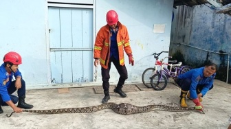 Ular Sanca yang Makan Ternak Warga di Kalianda Berhasil Dievakuasi Damkarmat