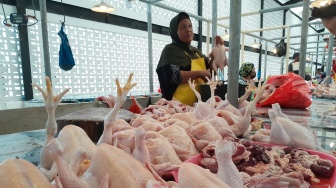 Harga Ayam Potong di Balikpapan Menggila, Tembus Rp 70 Ribu per Ekor!