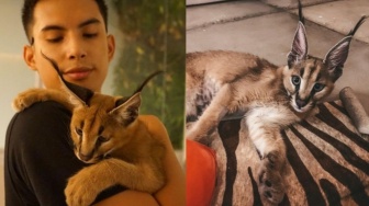 Niko Al Hakim Ungkap Penyebab Kucing Caracalnya Mati, Tak Terima Dituduh Telantarkan Hewan Peliharaan