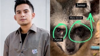 Selain Kucing, Kondisi Rubah Milik Okin Juga Memprihatinkan: Mata Merah Bernanah dan Bulu Berjamur