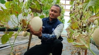 Dari Bantuan Modal Rp 96 Juta BRI, Petani Melon Hidroponik Kaliwedi Sragen Panen Berlimpah