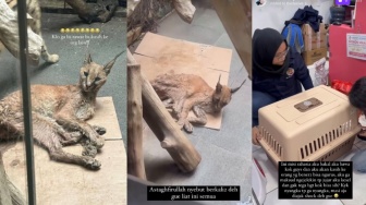 Okin Dihujat Pedas Usai Diduga Tak Rawat Kucing Caracalnya dengan Baik