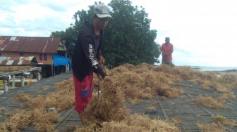 Kisah Sukses Klaster Usaha Rumput Laut di Kampung Pogo sebagai UMKM Binaan BRI