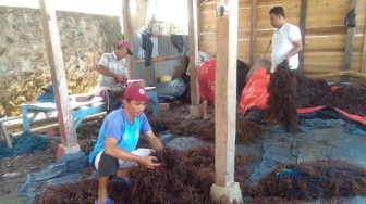 Tingkatkan Perekonomian Nelayan Pesisir Sulawesi Selatan, Ini Profil Klaster Usaha Rumput Laut di Kampung Pogo