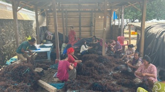 Berkat Usaha Rumput Laut Binaan BRI, Perekonomian Nelayan di Kampung Pogo Meningkat