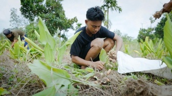 Kisah Desa Ibru Muaro Jambi Optimalkan Sektor Pertanian di Lahan Tidur