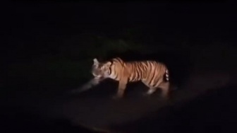 Heboh Harimau Mati Ditabrak di Tol Pekanbaru-Dumai, Ini Penjelasan Pengelola