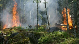 Kebakaran Hutan Terus Meluas di Jepang