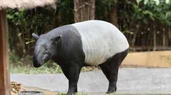 Kebun Binatang Bali Hadirkan Tapir Asia di Libur Lebaran