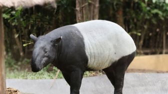 Libur Lebaran 2024, Bali Zoo Hadirkan Tapir Asia-Tambah Fasilitas