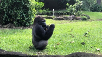 Komu Ulang Tahun Ke-27, Taman Margasatwa Ragunan Siapkan 'Pesta Gorila'
