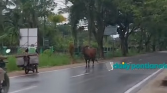 Sapi Lepas Ngamuk di Jalan Rasau Jaya, Pakde Kena Seruduk dan Kameramen Hampir Tertabrak!