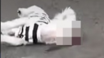 Video Detik-detik Remaja di Jember Siksa Anjing Menggunakan Batu Paving