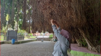 Maksud di Balik Ikat Akar Pohon Beringin di Dalam Makam Loang Baloq