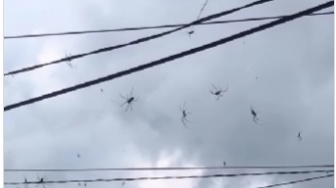 Ngeri! Ribuan Laba-laba Hitam Besar Bersarang di Kabel Listrik di Bali