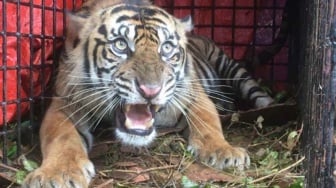 BKSDA Aceh Telusuri Kemunculan Harimau di Aceh Besar