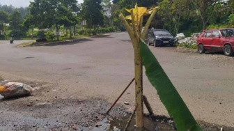 Frustasi Jalan Rusak, Warga Tanam Pohon Pisang di Depan Kantor Pemkab Bandung Barat