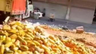 Pedagang Mengeluh Anjloknya Penjualan, Ratusan Buah Pepaya Dibuang ke Jalan di Pasar Induk Kramat Jati