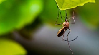 Mudah Ditemukan, 3 Bahan Alami yang Ampuh Mengusir Nyamuk