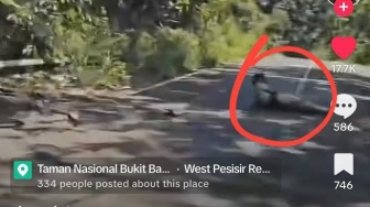 Viral Video Pria Tergeletak di Jalinbar Pesisir Barat Diduga Begal, Begini Faktanya