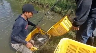 Pembudidaya Ikan Patin di Lampung Timur Sulap Limbah Jadi Pakan Menguntungkan