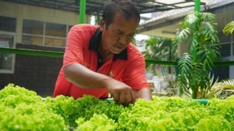 Kisah ODGJ di Makassar, Punya Penghasilan Setiap Bulan Dari Berkebun