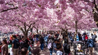 Orang-orang mengunjungi area pohon sakura di taman Kungstradgarden di Stockholm, Swedia, Rabu (1/5/2024). [Jonathan NACKSTRAND / AFP]