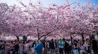 Orang-orang mengunjungi area pohon sakura di taman Kungstradgarden di Stockholm, Swedia, Rabu (1/5/2024). [Jonathan NACKSTRAND / AFP]