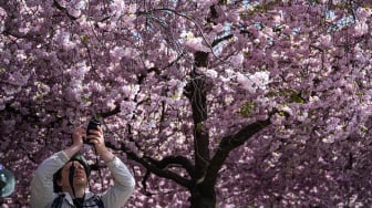 Orang-orang mengunjungi area pohon sakura di taman Kungstradgarden di Stockholm, Swedia, Rabu (1/5/2024). [Jonathan NACKSTRAND / AFP]