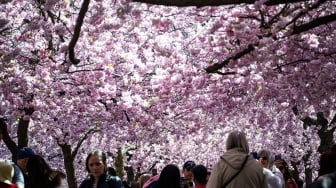 Melihat Indahnya Bunga Sakura Bermekaran di Swedia
