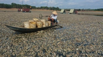 Ngeri, Penampakan Ribuan Ikan Mati Akibat Gelombang Panas di Vietnam