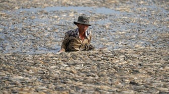 Seorang nelayan mengumpulkan ikan mati dari waduk di provinsi Dong Nai, Vietnam, Selasa (30/4/2-24). [AFP] 