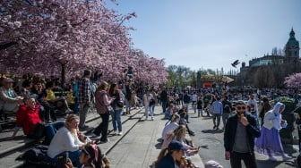 Orang-orang mengunjungi area pohon sakura di taman Kungstradgarden di Stockholm, Swedia, Rabu (1/5/2024). [Jonathan NACKSTRAND / AFP]