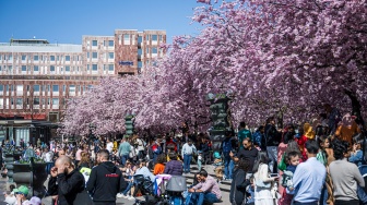 Orang-orang mengunjungi area pohon sakura di taman Kungstradgarden di Stockholm, Swedia, Rabu (1/5/2024). [Jonathan NACKSTRAND / AFP]